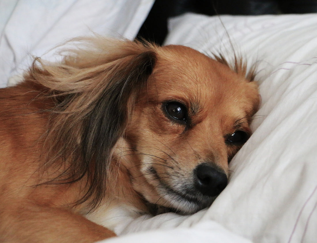 Why Is My Dog Pooping Blood? And What To Do Next (2024 Udated)