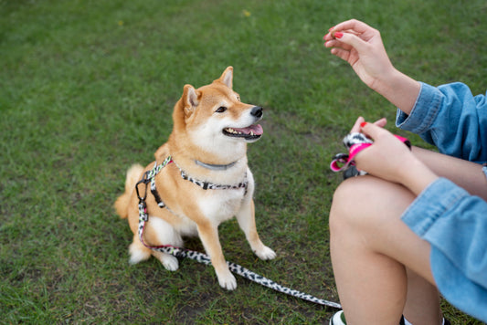 5 Essential Gadgets for Dog Owners