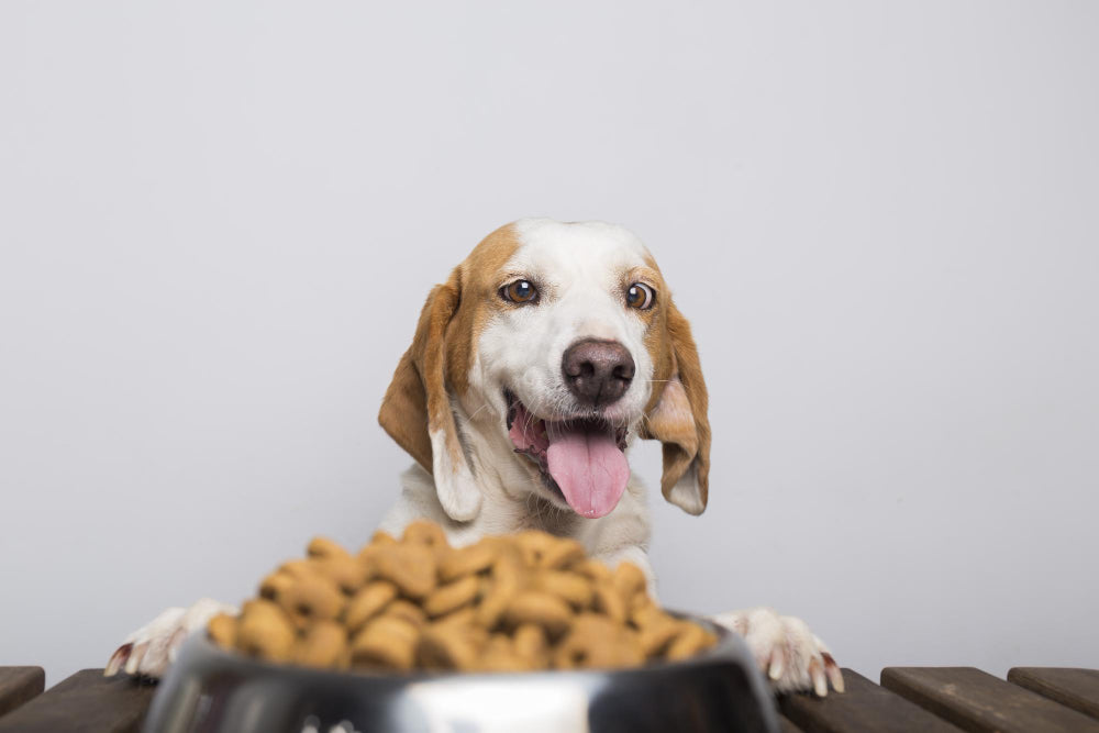 9 Best Dog Food for Allergies