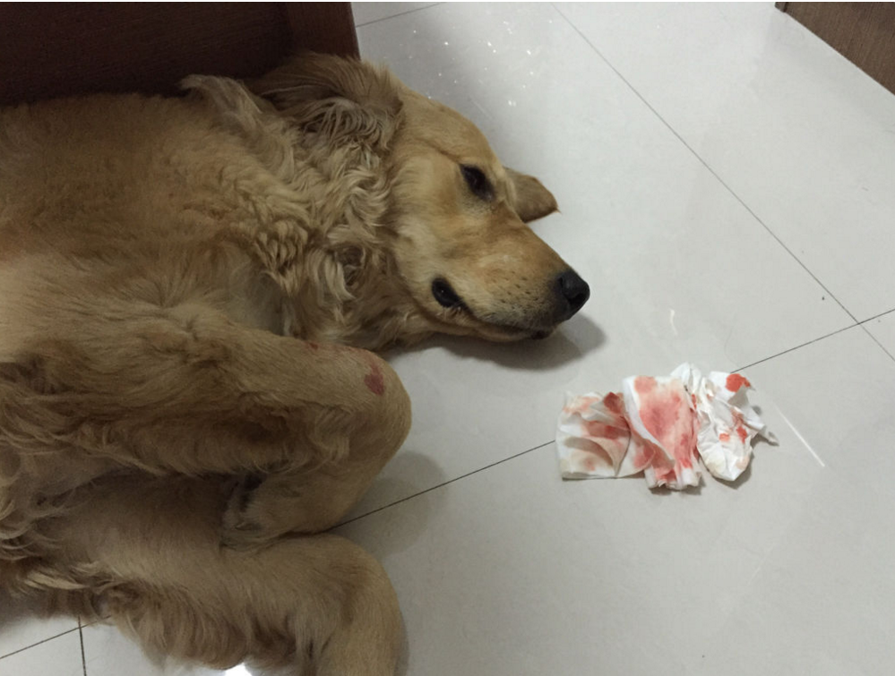 Yunnan Baiyao Can Alleviates These 6 Dog Cancer Symptoms.