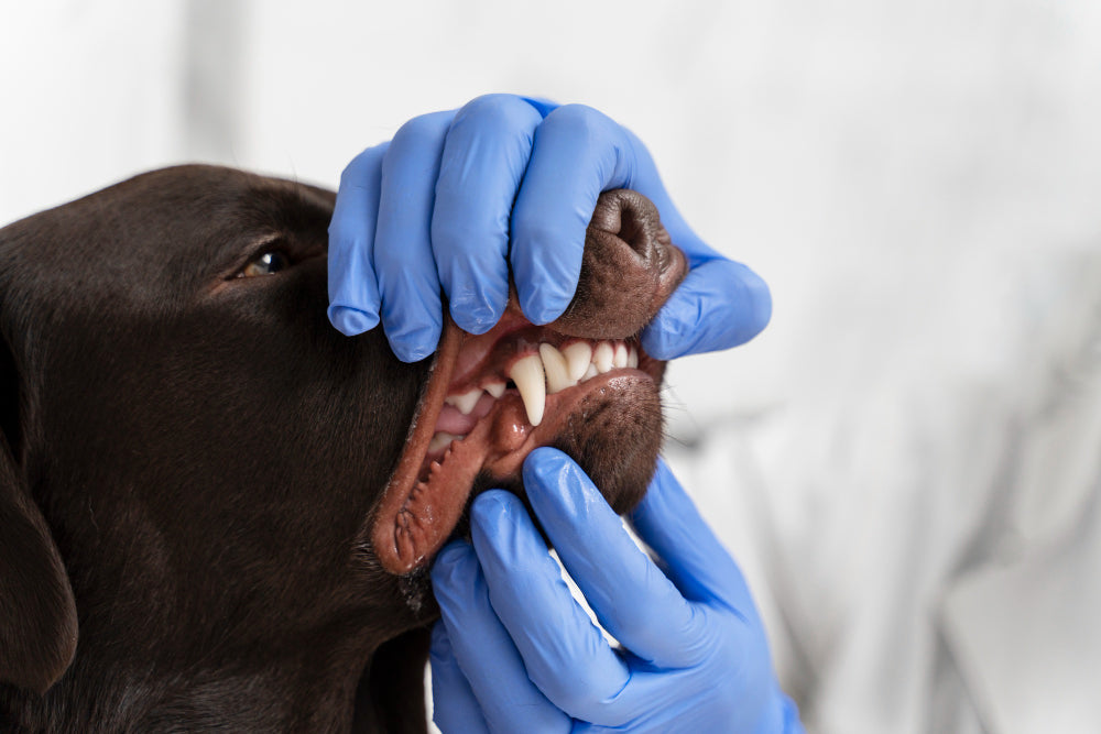Dental Care for Pets: Tips for Healthy Teeth and Gums