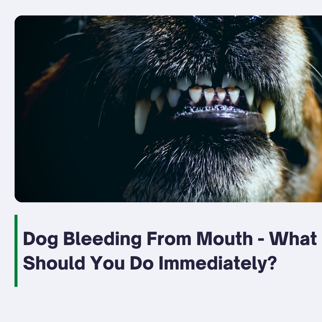 What Should You Do Immediately When Dog Bleeding from Mouth?