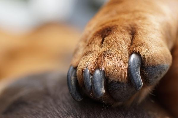 How To Stop A Dog's Nails From Bleeding