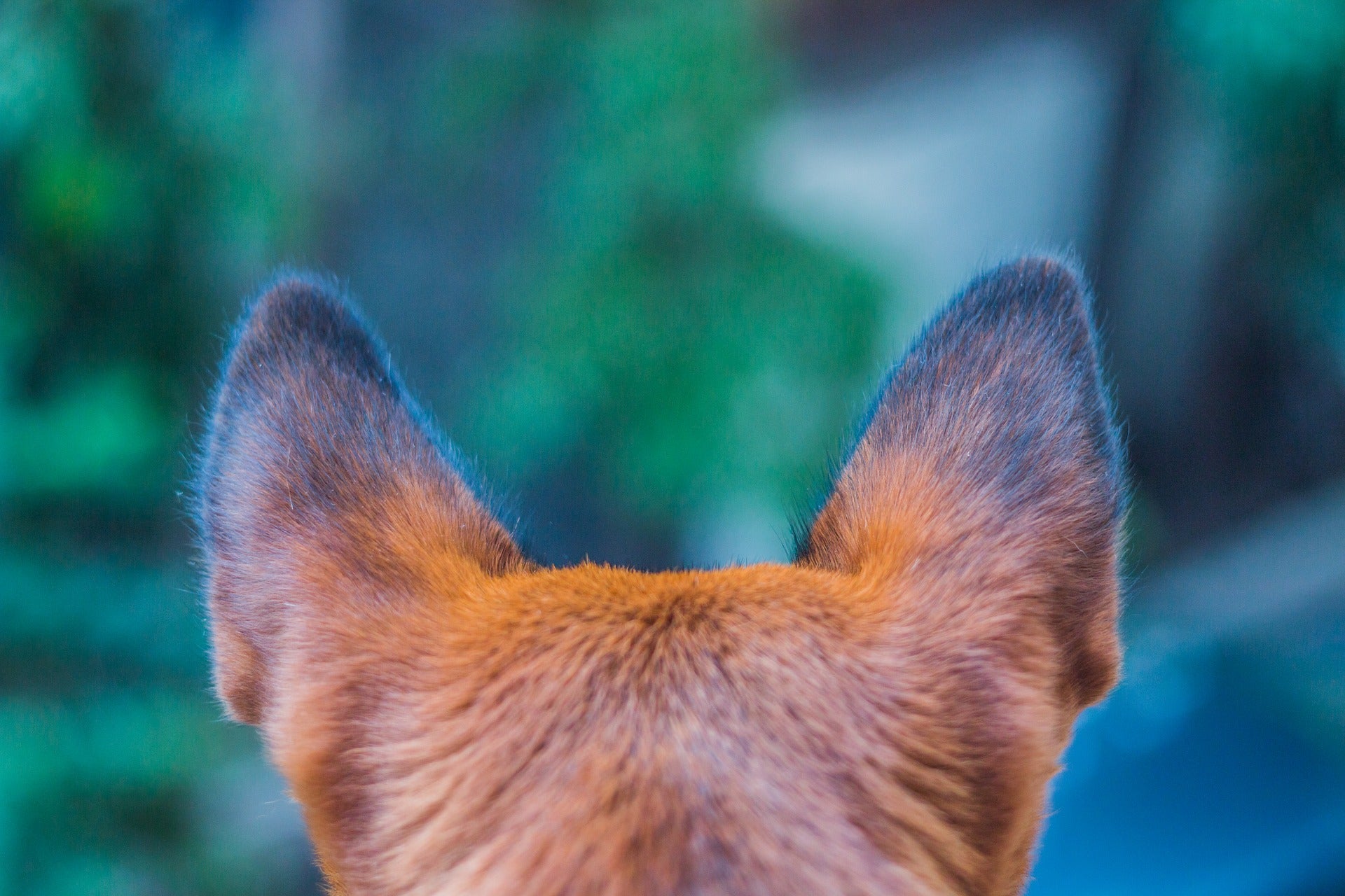 Ways To Treat a Dog’s Bleeding Ears