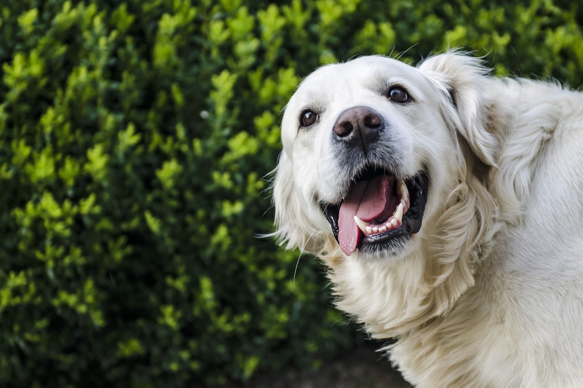 A Closer Look At Stomatitis and Its Effects on Dogs