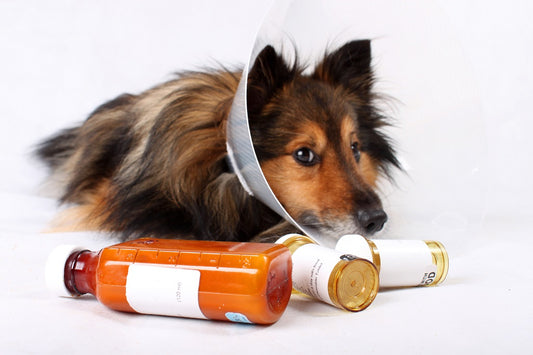 How Expensive is Traditional Dog Cancer Treatment?