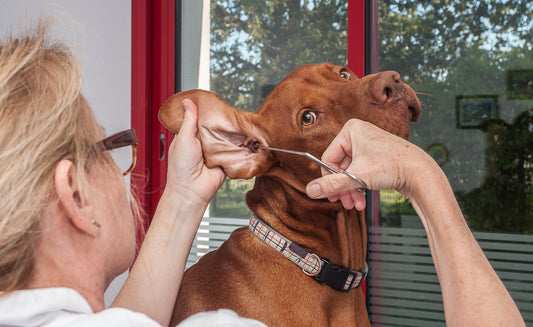 The Most Common Kinds of Cancer in Dogs