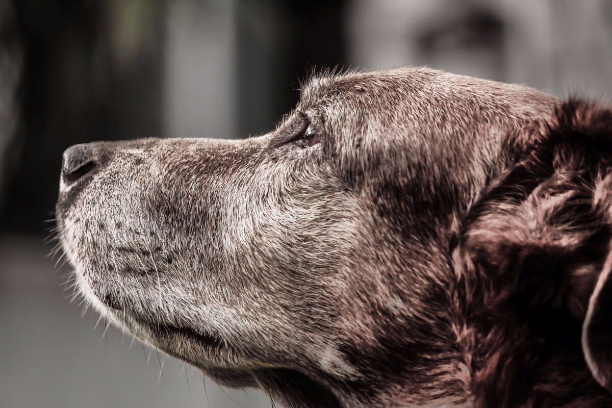 A Look At Different Options For Treatment of Canine Cancer