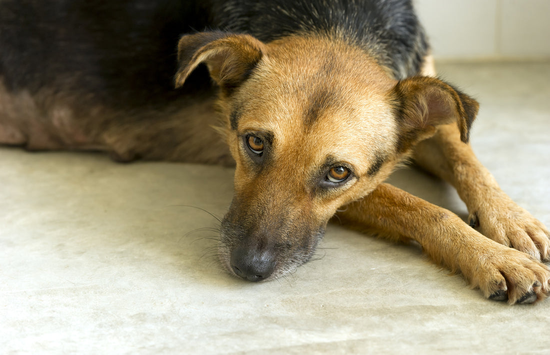 5 Things to Remember During Dogs Cancer Treatment