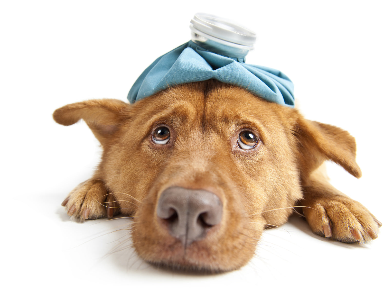 Tips For Reducing Cancer Caused Pains For Your Dog