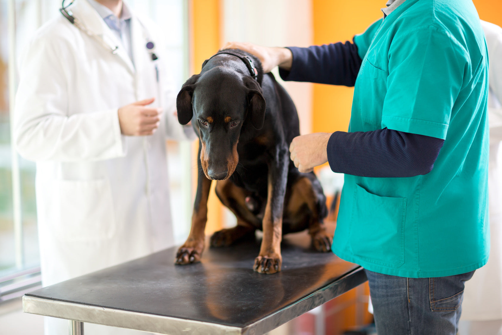 The Benefits of Holistic Healing for Cancer in Dogs.