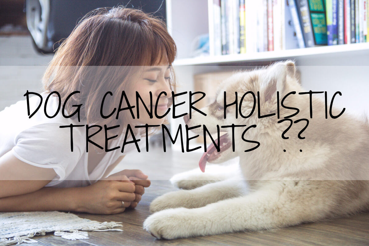 Your Holistic Approach and Options in Fighting Dog Cancer (2024 Updated)