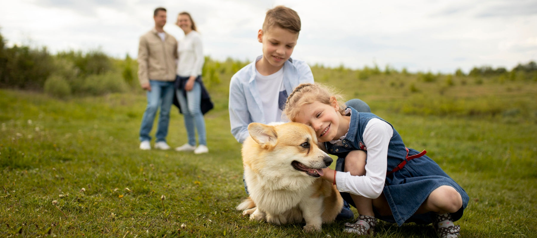 Yunnan Baiyao for dog